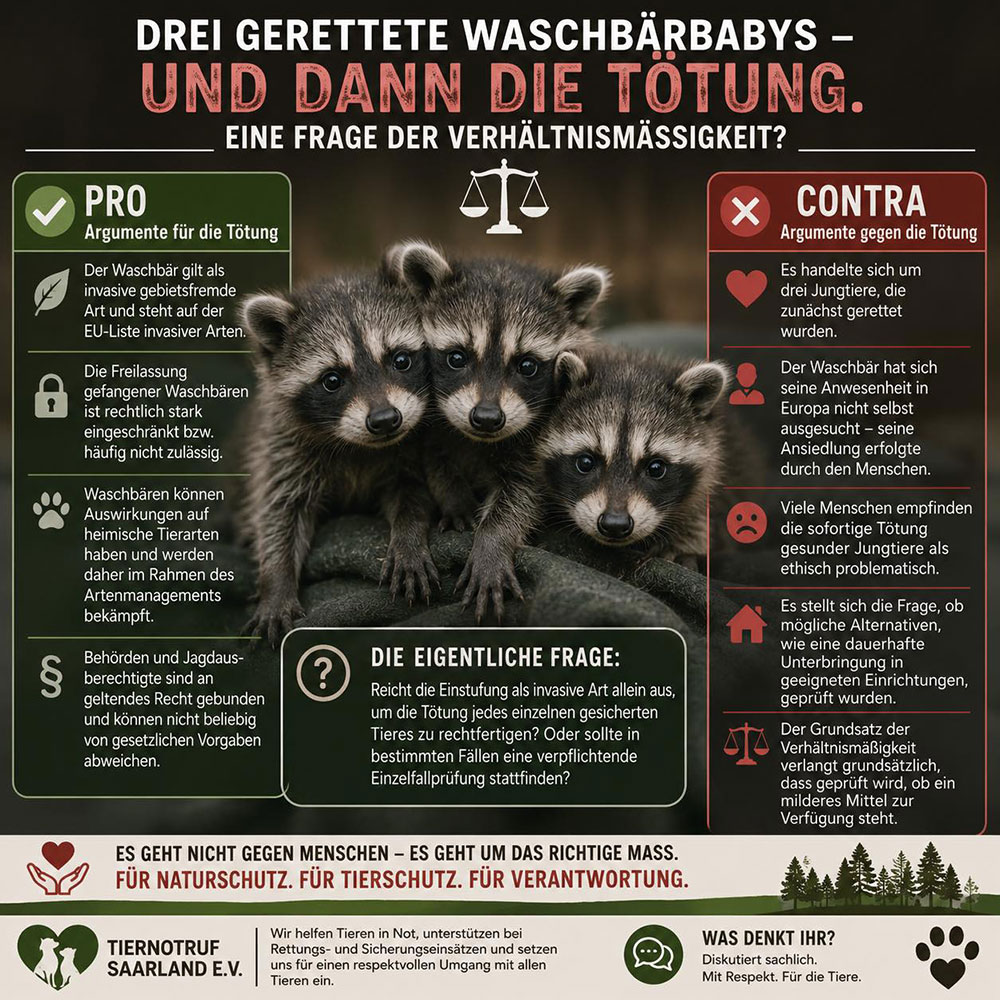Infografik: Drei gerettete Waschbärbabys und dann die Tötung – eine Frage der Verhältnismäßigkeit